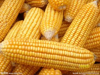 新品种,编  号:滇特(丽江)审玉米2010026号 /p> p>品种名称   广玉9号