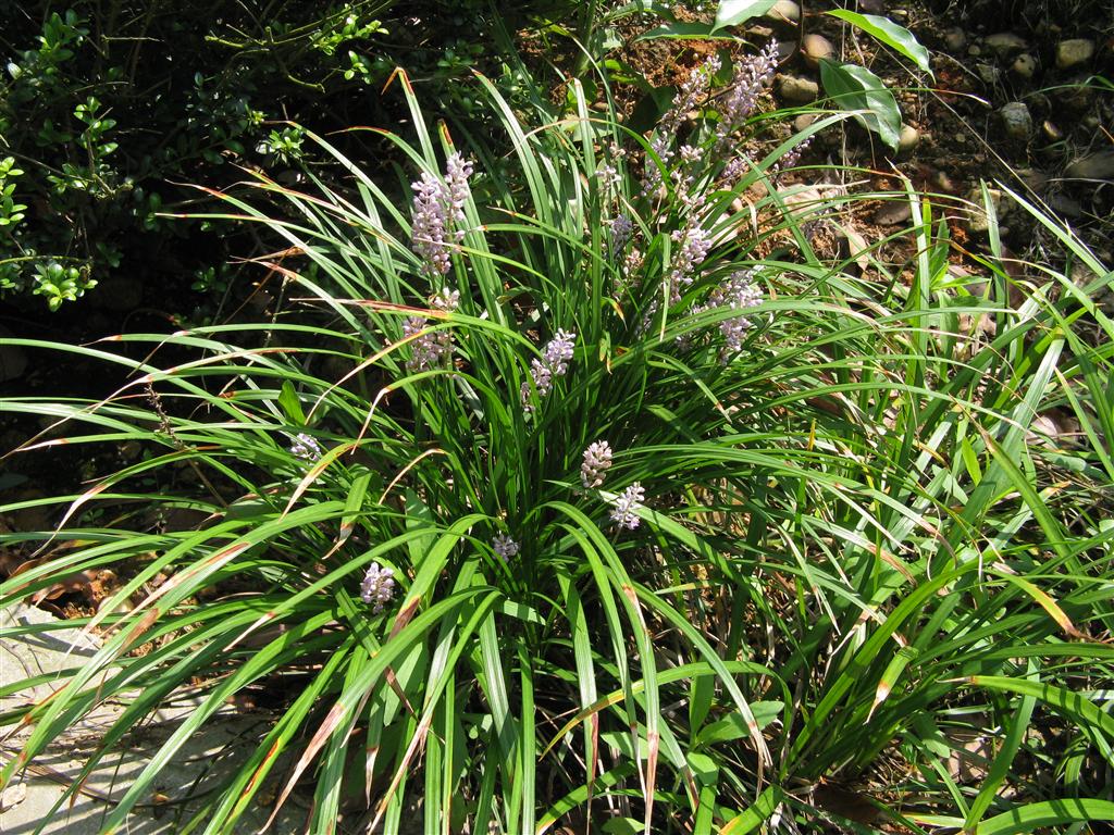天门冬科沿阶草属多年生草本植物,该植物植株矮小,根纤细,近末端具