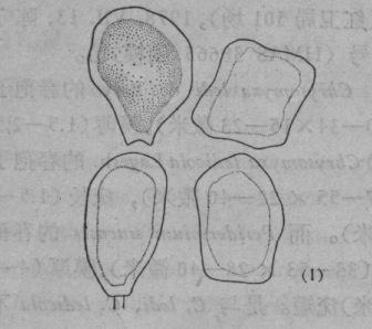  /p> p>休眠夏孢子不规则有棱角椭圆形. /p>