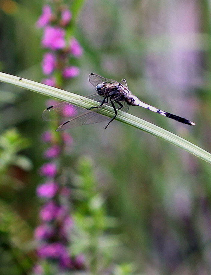 紫蜻蜓