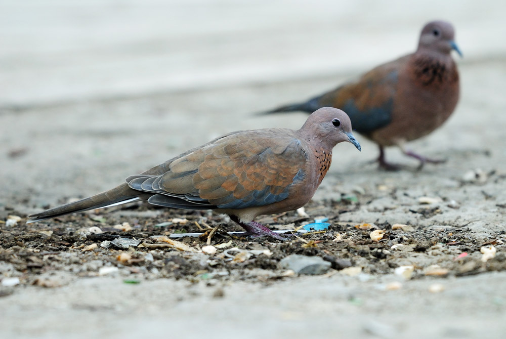  p>棕斑鸠(学名: i>spilopelia senegalensis /i>)是鸠鸽科珠颈斑鸠属