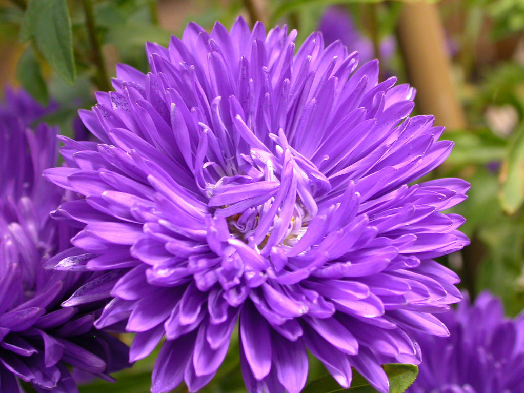  p>翠菊(学名: i>callistephus chinensis /i> (l.