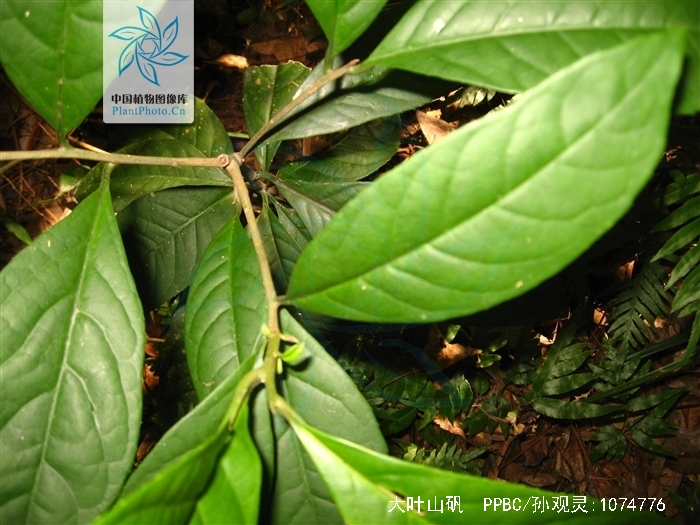  p>大叶山矾,是山矾科山矾属的乔木.