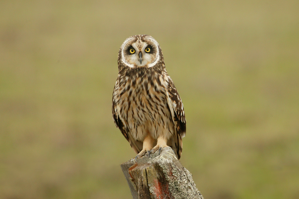  p>短耳鸮夏威夷亚种(学名: i>asio flammeus sandwichensis /i>)是 a
