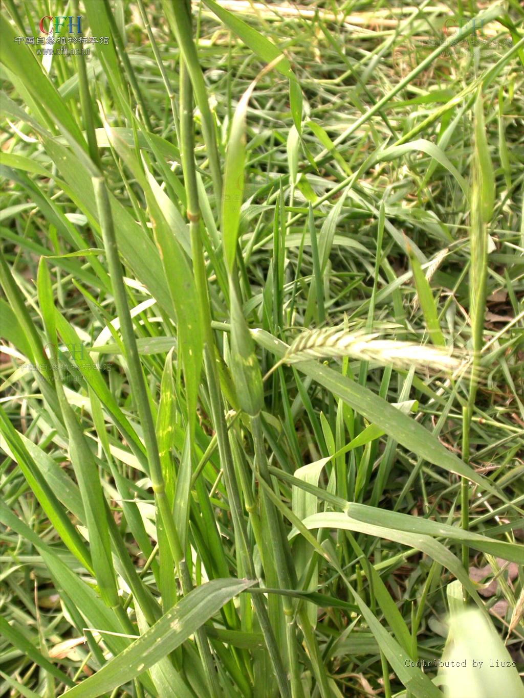  p>黑麦属(学名:secale)是禾本科下一个属, a href="#" data-lemmaid=