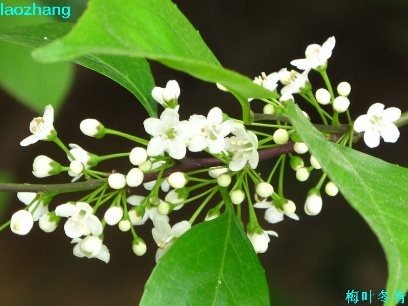 叶子时期的梅