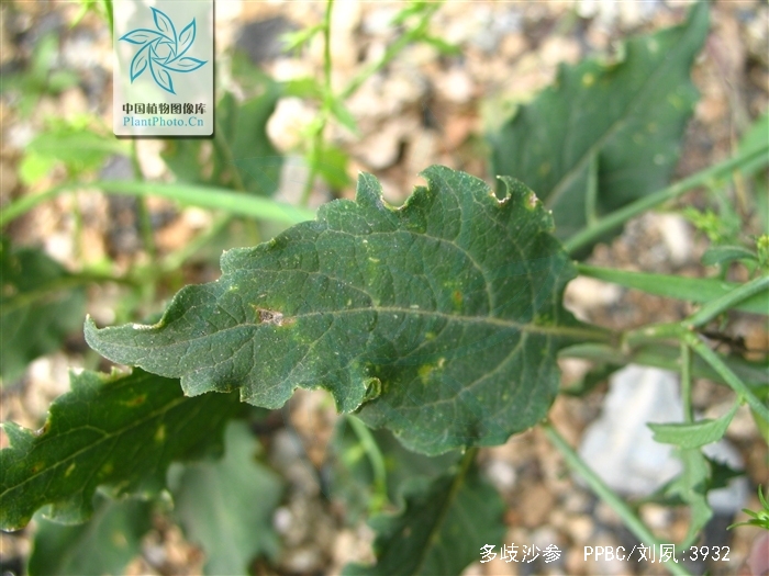  p>多歧沙参〔拉丁学名: i>adenophora wawreana /i> zahlbr.