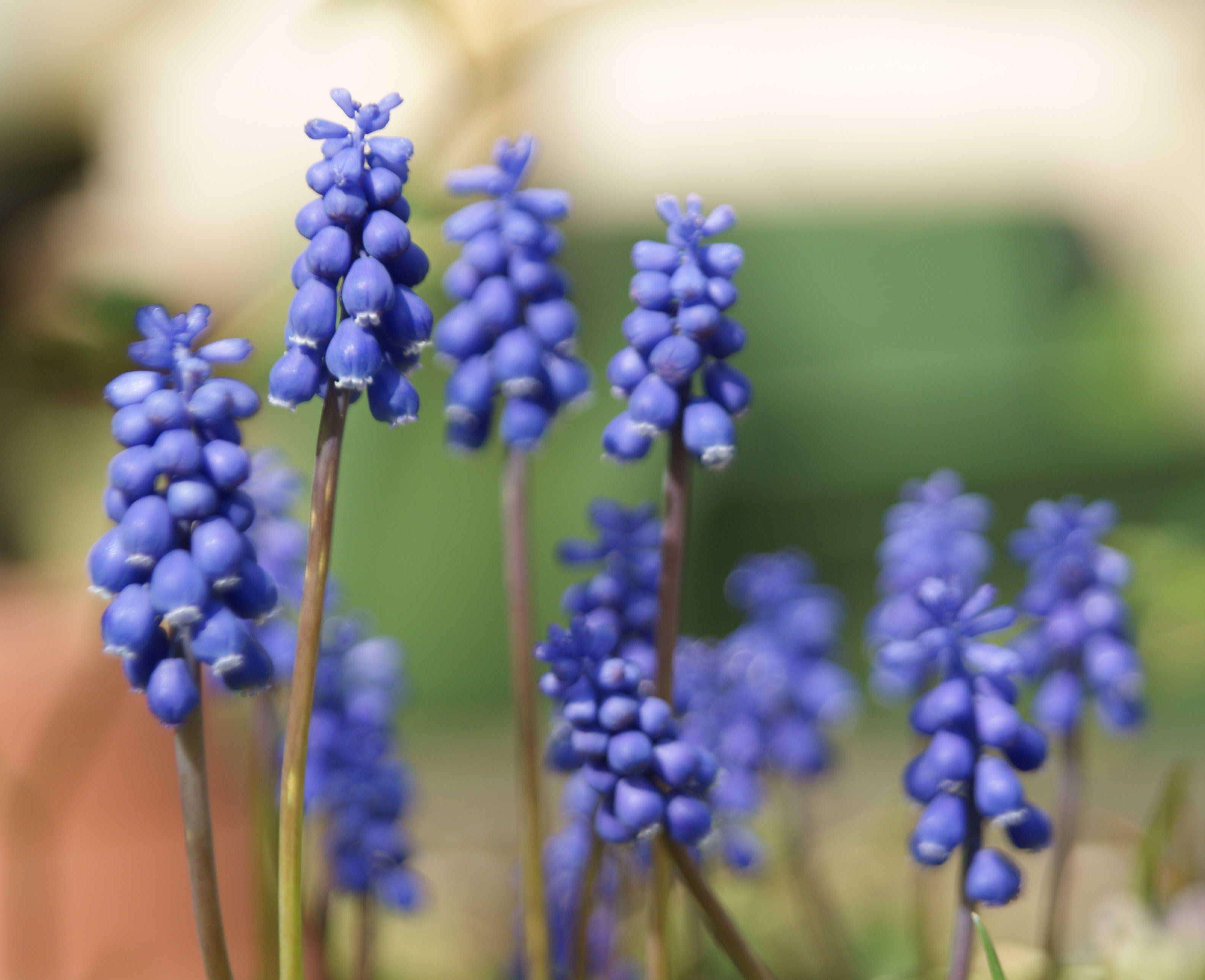 muscari botryoides mill