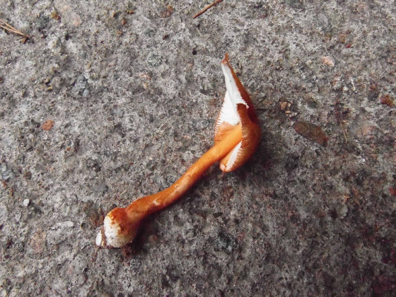  p>土红鹅膏菌是伞菌目,鹅膏菌科,鹅膏菌属真菌微生物.