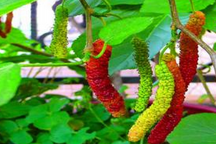  p>长穗桑是 a target="_blank" href="/item/荨麻目">荨麻目 /a>,桑