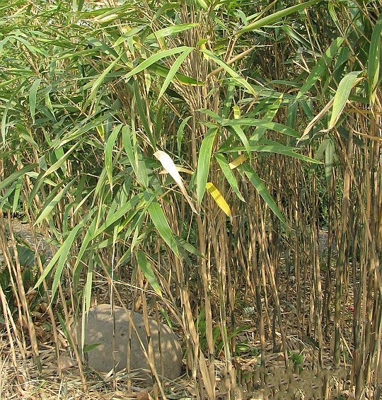  p>矢竹(学名: i>pseudosasa japonica /i> (sieb. et zucc.