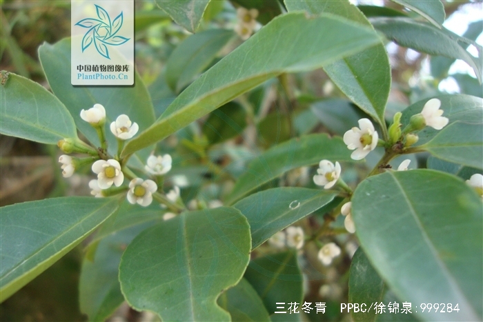 三花冬青