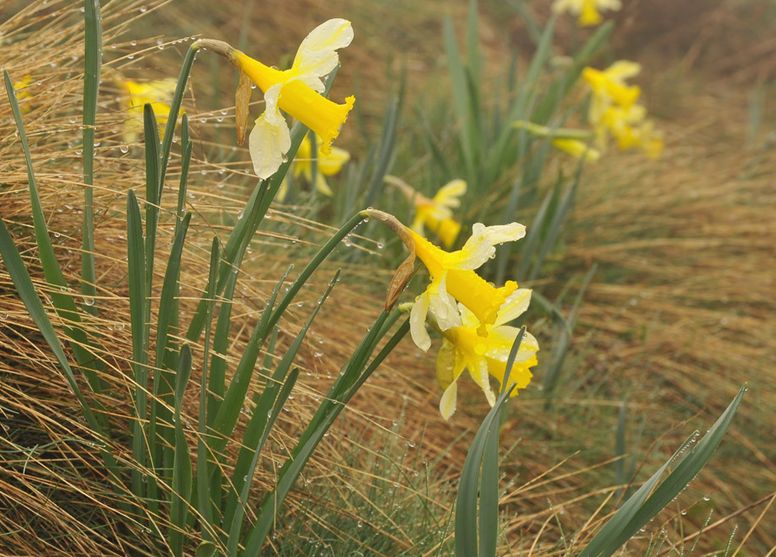 narcissus pseudonarcissus var. bicolor (l.) willk. & lange
