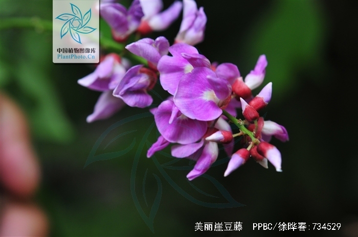  p>美丽崖豆藤(学名: i>millettia speciosa  /i> champ.