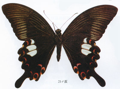  p>玉斑凤蝶 i>papilio helenus /i> (linnaeus, 1758)别名白纹凤蝶