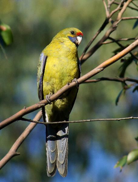  p>绿色玫瑰鹦鹉(学名: i>platycercus caledonicus /i>)是典型的 a