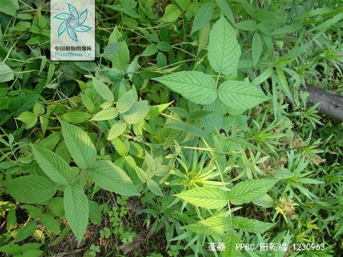 是蔷薇科,悬钩子属灌木.