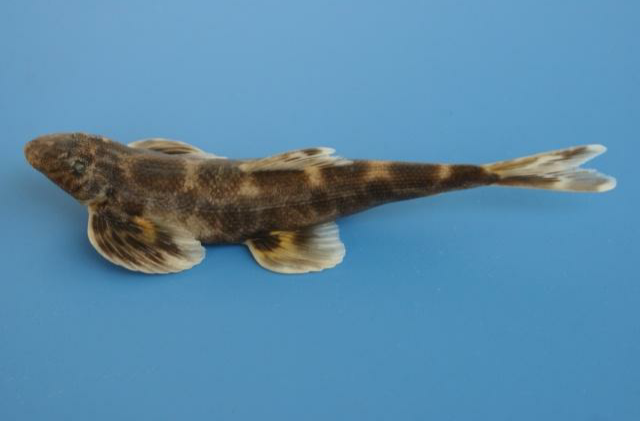  p>广西华平鳅( i>sinohomaloptera kwangsiensis /i>)是平鳍鳅科华平