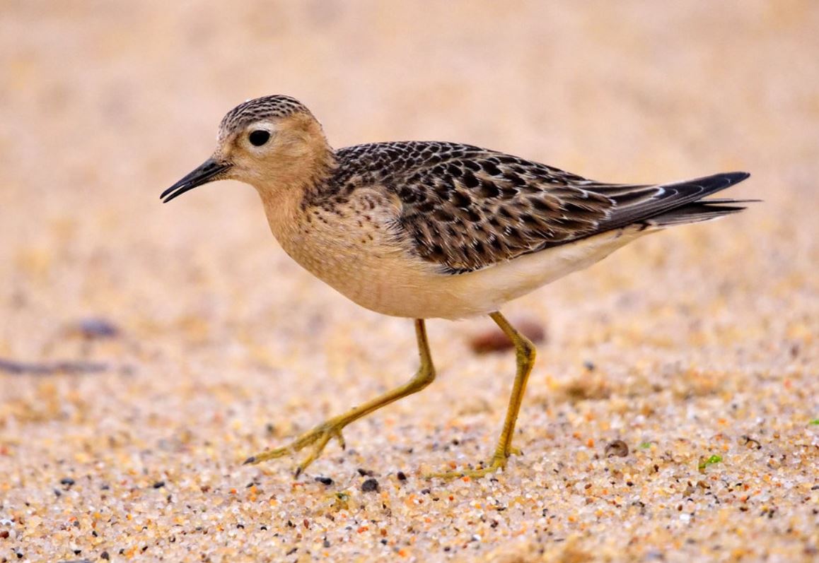 buff-breasted sandpiper