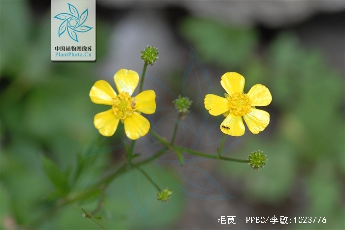 是毛茛科毛茛属植物.