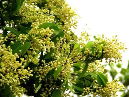 阴香（樟科樟属植物）_百度百科