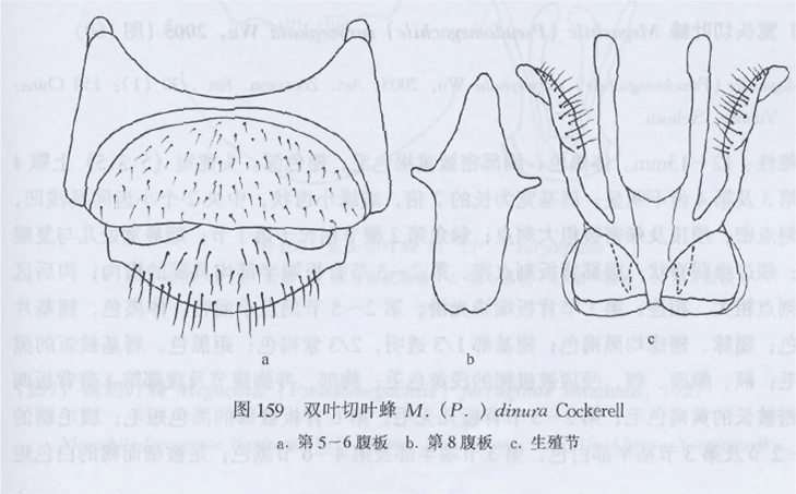 双叶切叶蜂