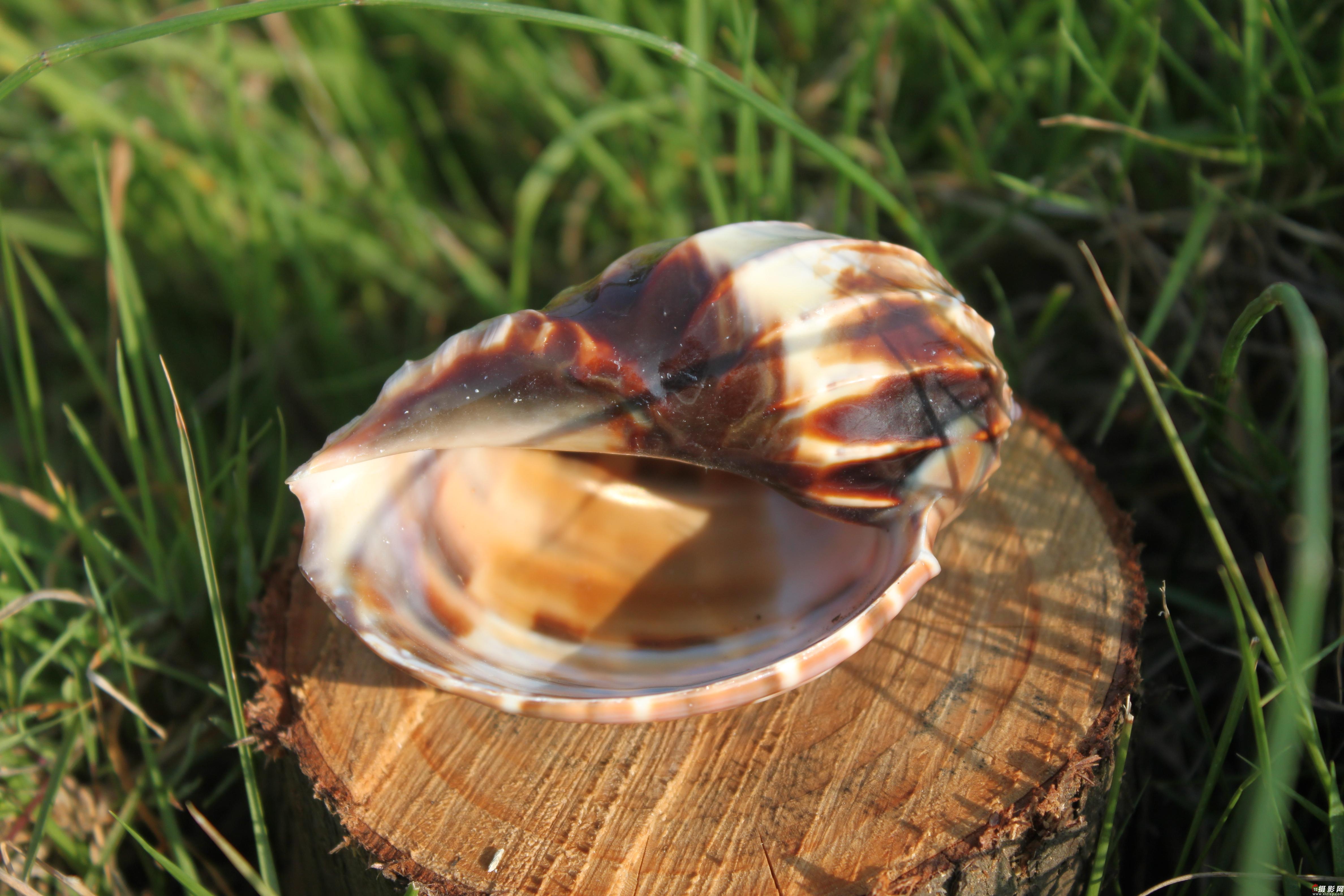  p>竖琴螺(学名:harp conoidalis),是 a href="#" data-lemmaid="