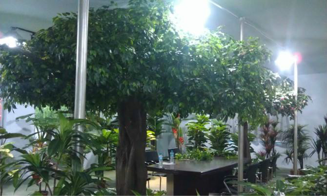  p> b>榕树 /b>(学名: i>ficus microcarpa /i>  linn. f.