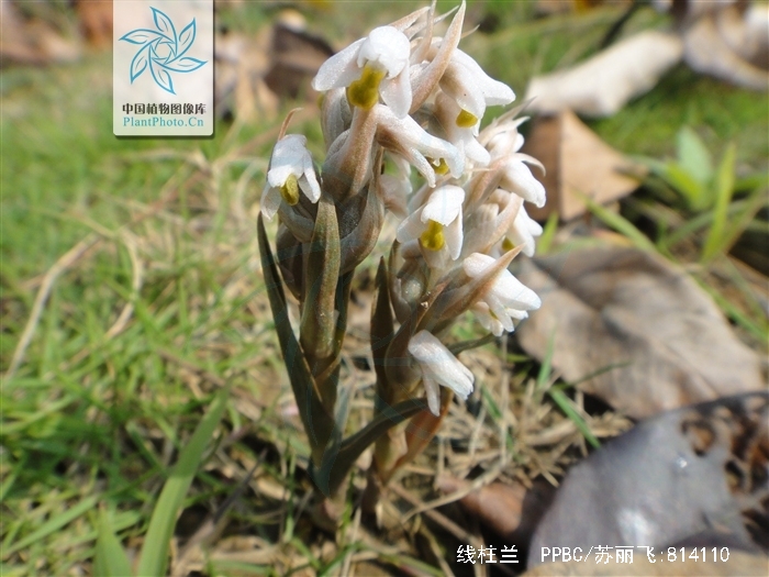  p>线柱兰(学名: i>zeuxine strateumatica /i> (l.) schltr.