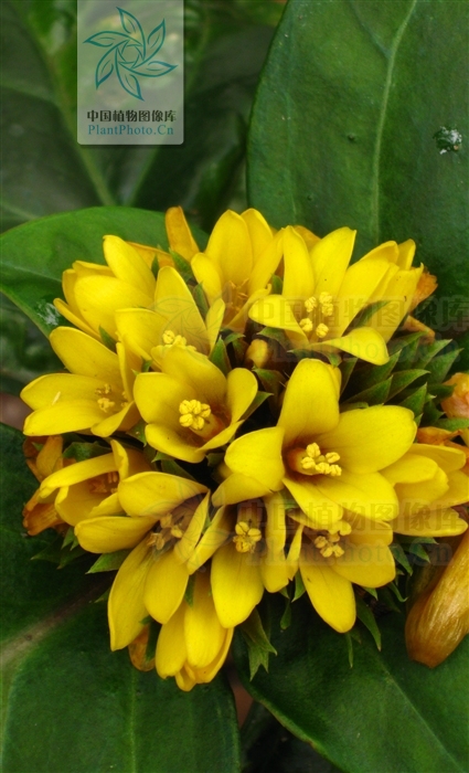  p>大叶过路黄,根茎粗短,发出多数纤维状根.