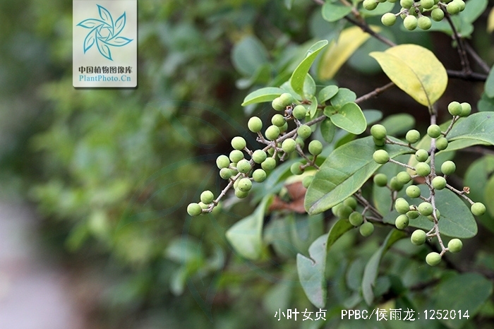  p>小叶女贞(学名: i>ligustrum quihoui /i> carr.