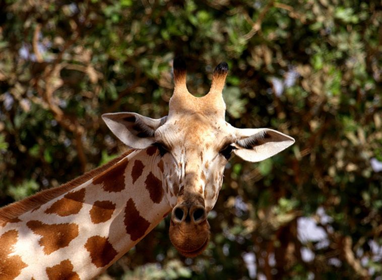 长颈鹿西非亚种