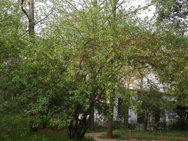  p>秤锤树(学名: i>sinojackia xylocarpa hu /i>)是安息香科,秤锤树