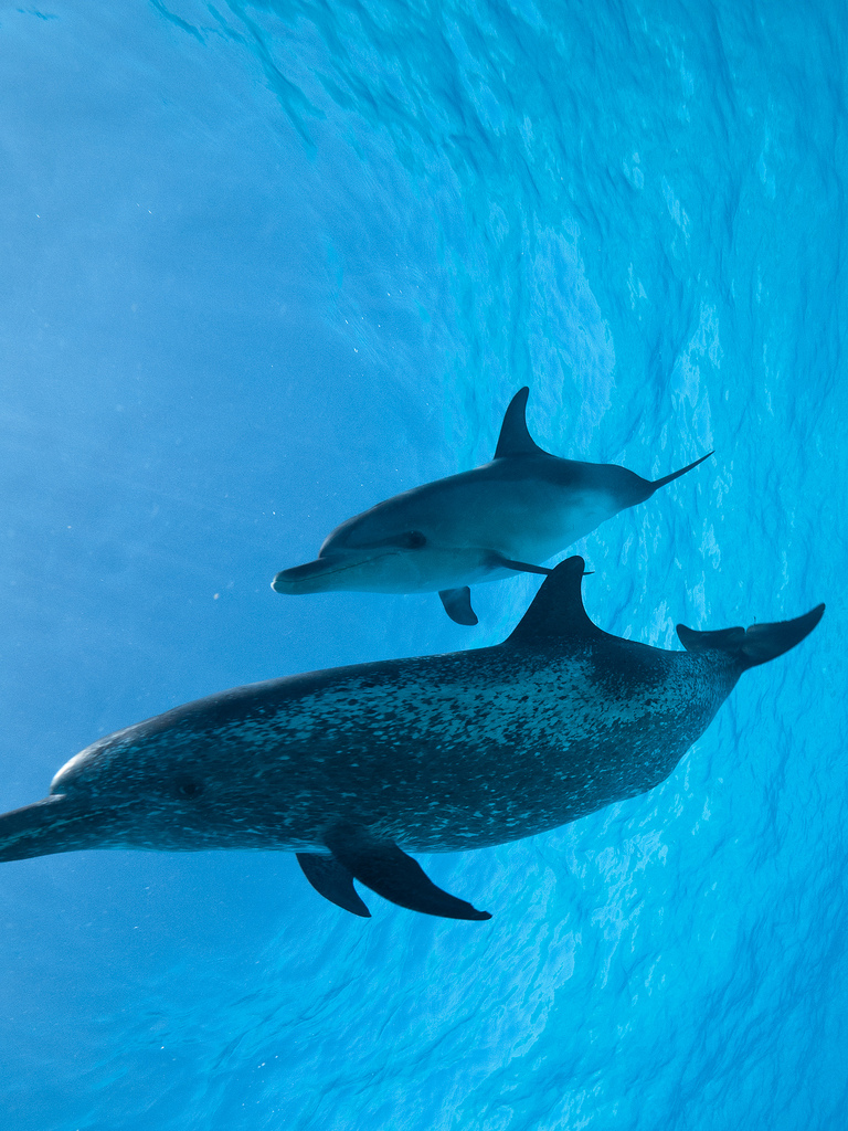  p>花斑原海豚(学名:stenella frontalis),身体呈纺锤形,体形颇似 a