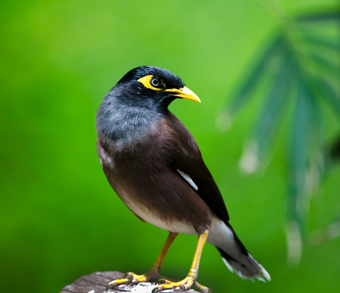  p>海南八哥,即 a target="_blank" href="/item/家八哥/611243" data