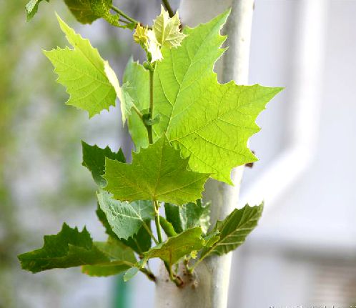  p>一球悬铃木(学名: i>platanus occidentalis /i> l.