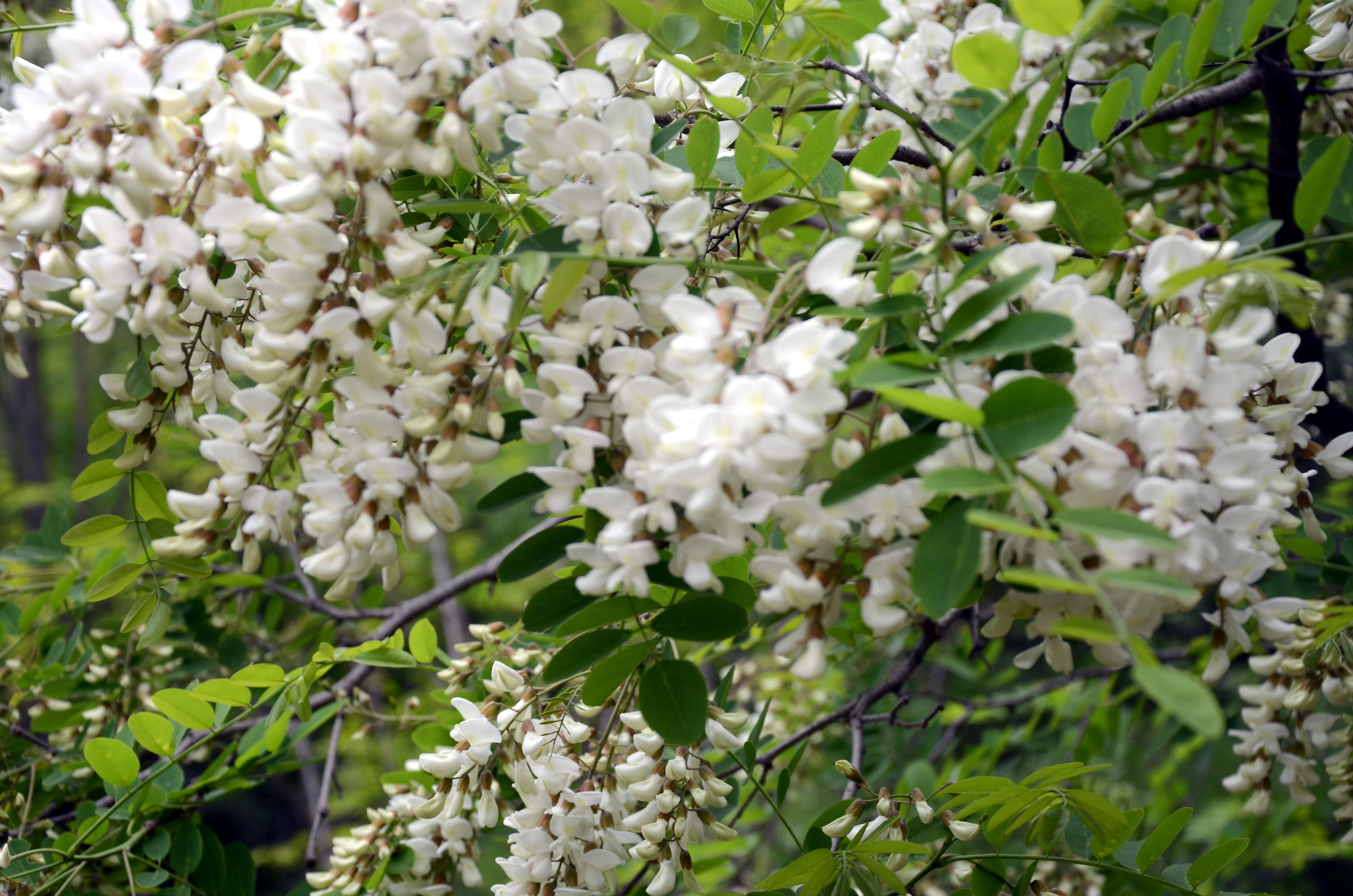 是豆科,刺槐属植物.落叶乔木,高10-25米;树皮灰褐色至黑褐色.