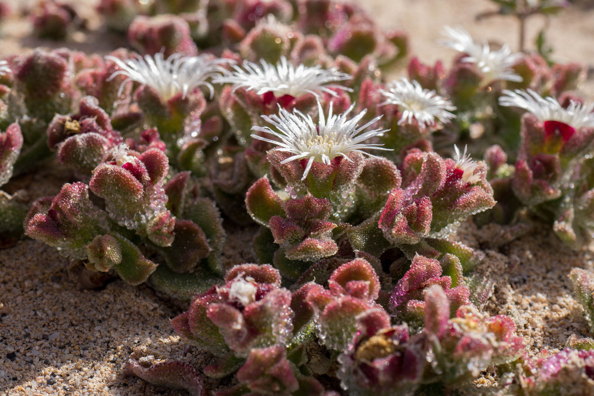  p>番杏科(学名:aizoaceae)是石竹目下的一个科,一年生或多年生草本或