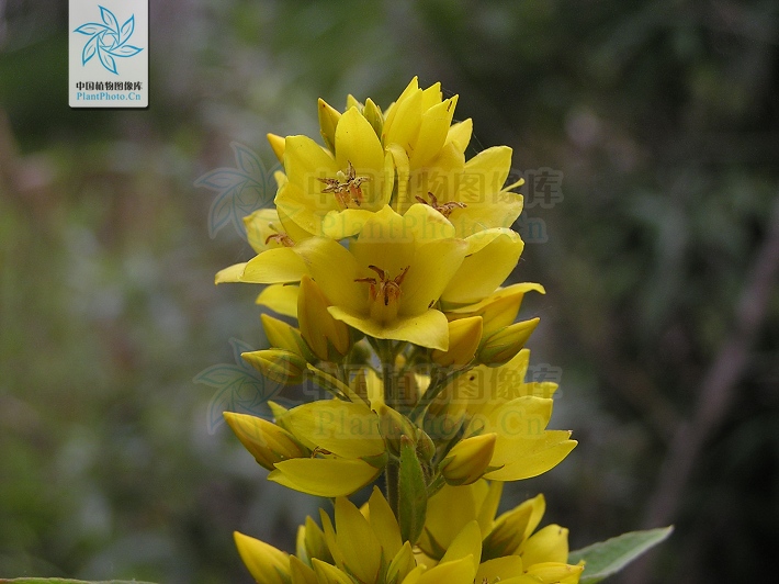  p>毛黄连花(学名:lysimachia vulgaris l)为 a href="#">珍珠菜属 /a