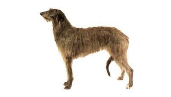 别名 a target="_blank" href="/item/苏格兰猎鹿犬/2648846" data