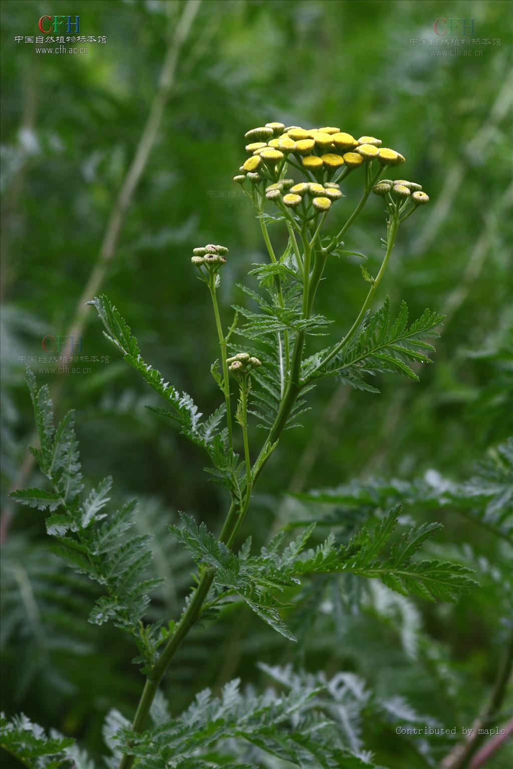 tanacetum vulgare