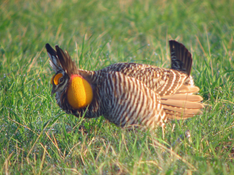 greater prairie chicken