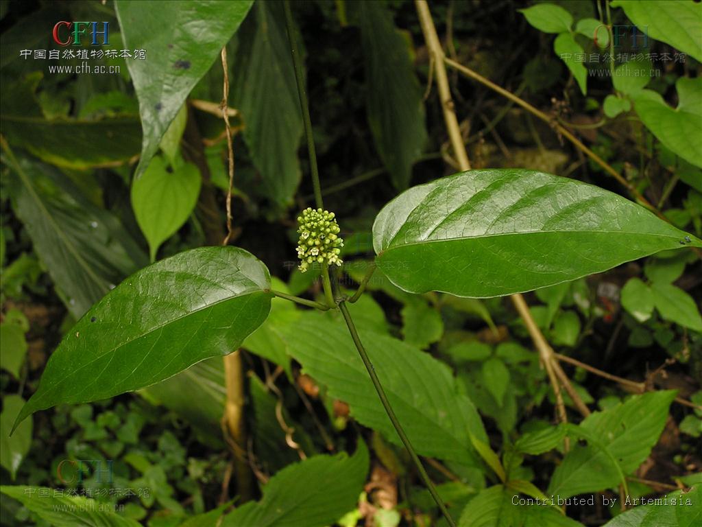  p>假蓝叶藤(学名:marsdenia pseudotinctoria),为 a href="#" data