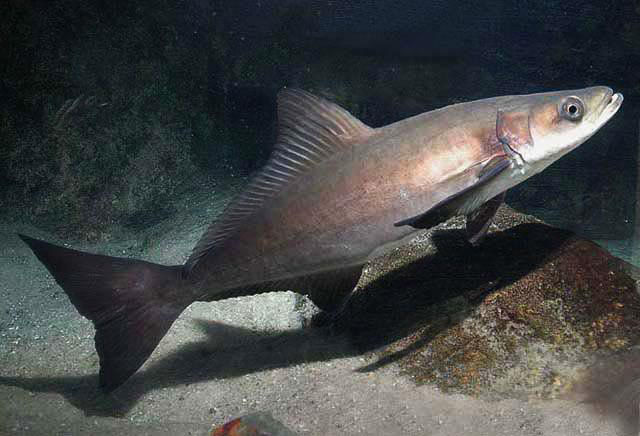  p>军曹鱼(学名: i>rachycentron canadum /i>)是军曹鱼科,军曹鱼属