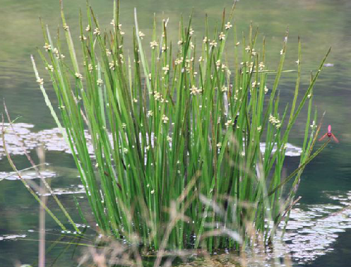 为莎草科植物水毛花 i>schoenoplectus /i> i>  /i> i>mucronatus /i>