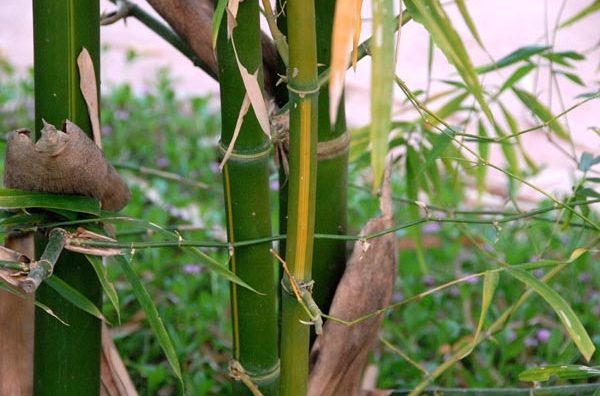  p> a href="#" data-lemmaid="2549562">青竿竹 /a>(b.