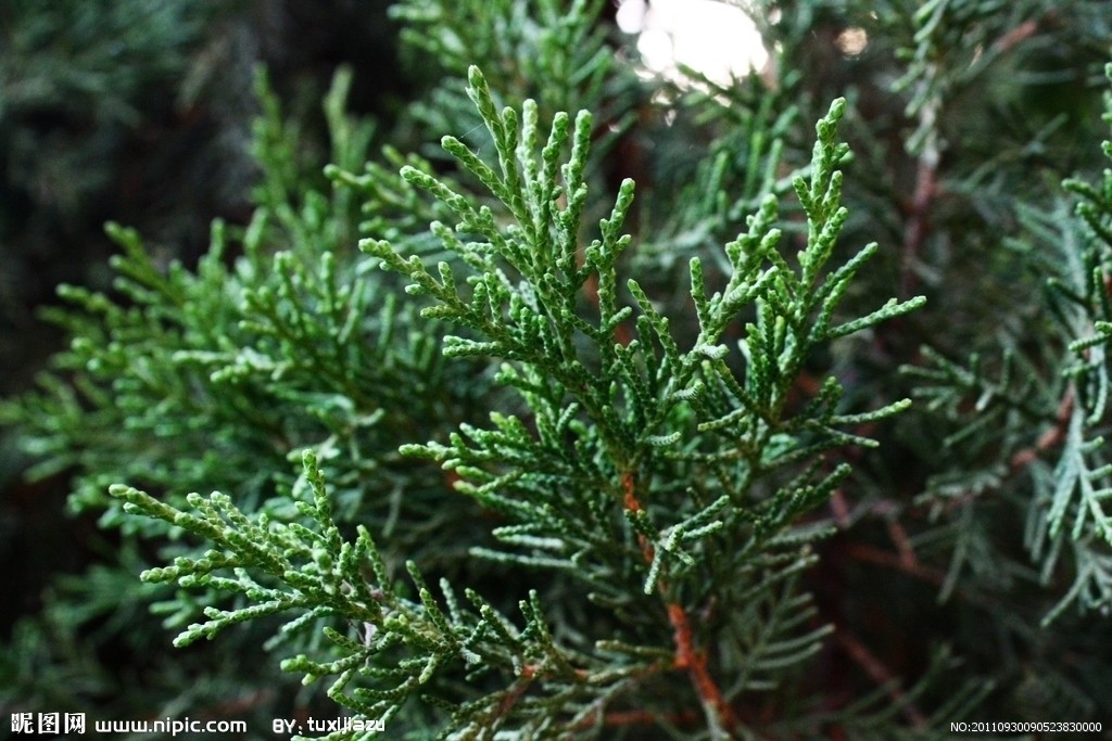  p data-id="gnbjntbub1">柏树叶又名柏木叶,柏叶,香柏叶,香扁柏叶,垂