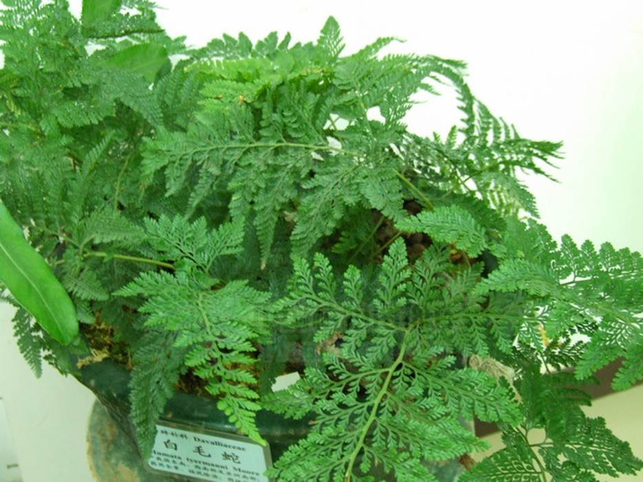  p> a target="_blank" href="/item/阴石蕨属/10733559" data-lemma