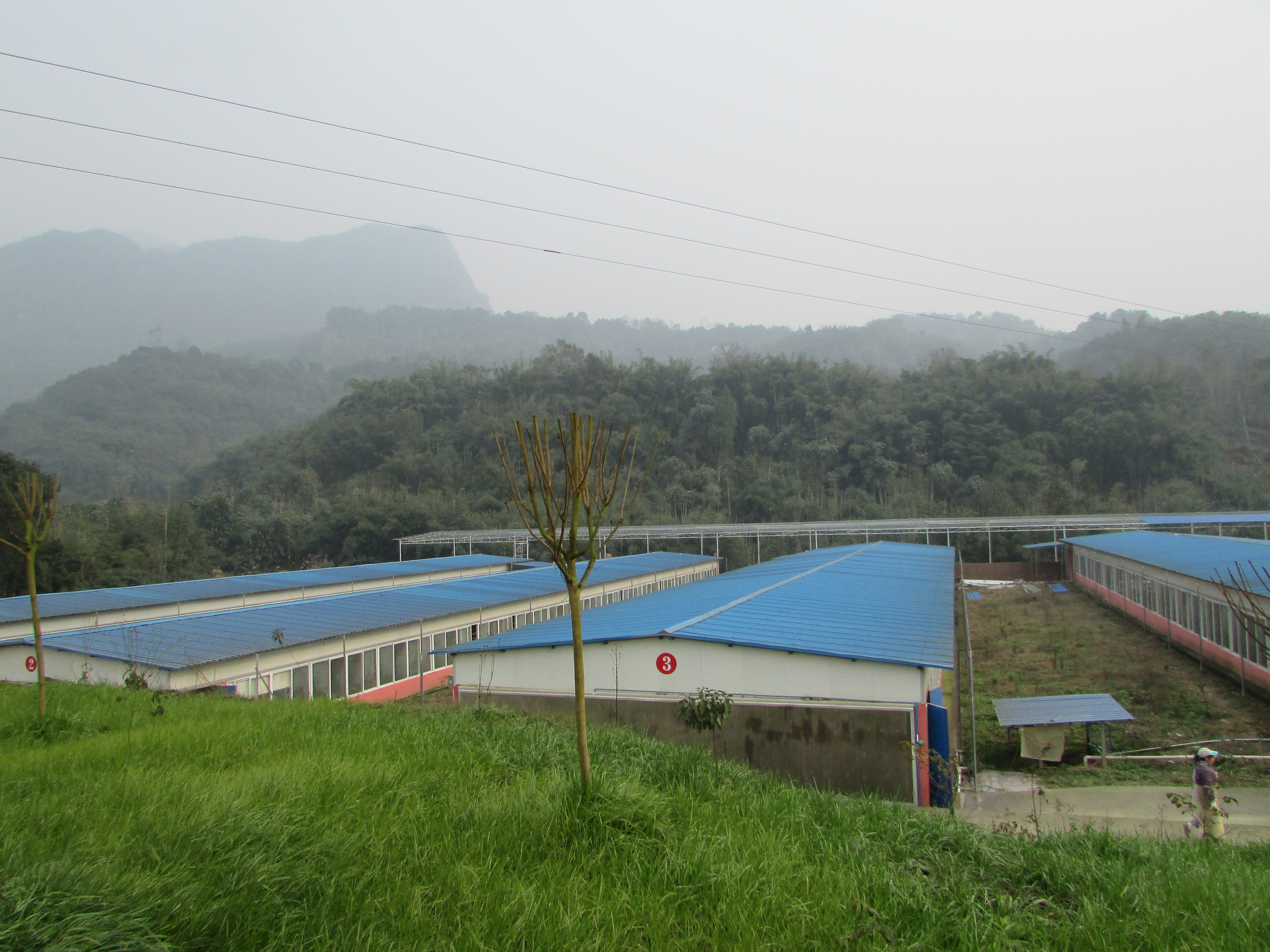 赤水乌骨鸡