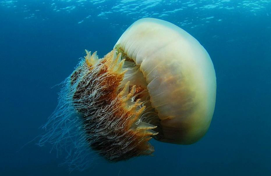  p>野村水母(nemopilema nomurai)是一种巨型水母,直径一般超过1米